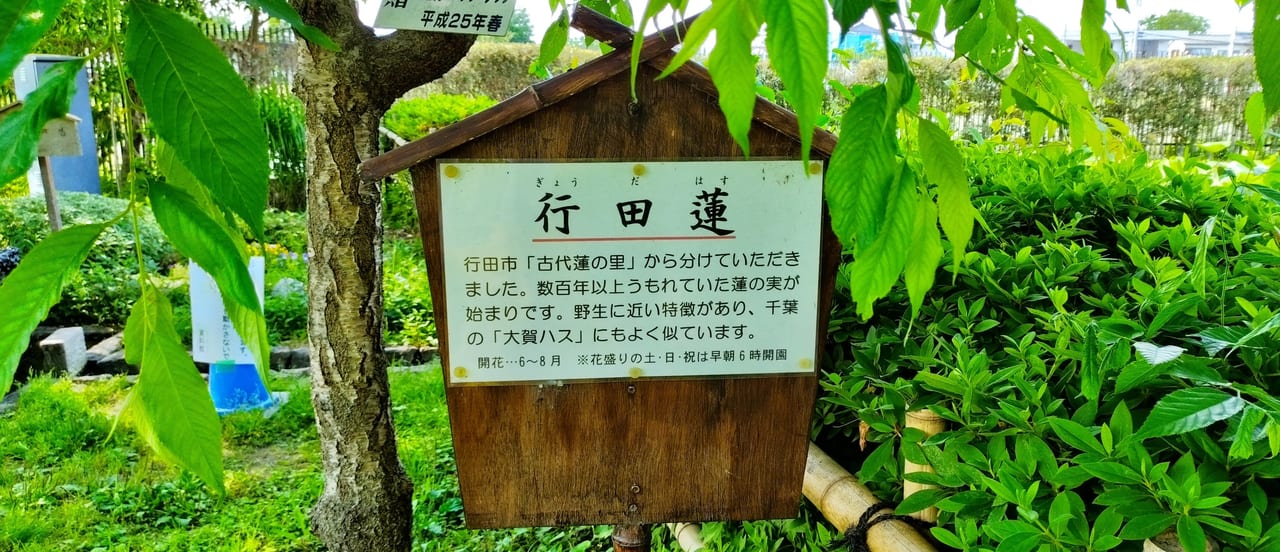 行田蓮の看板