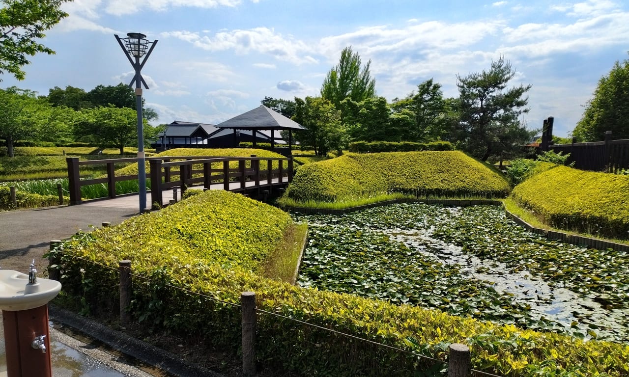 沢山の蓮