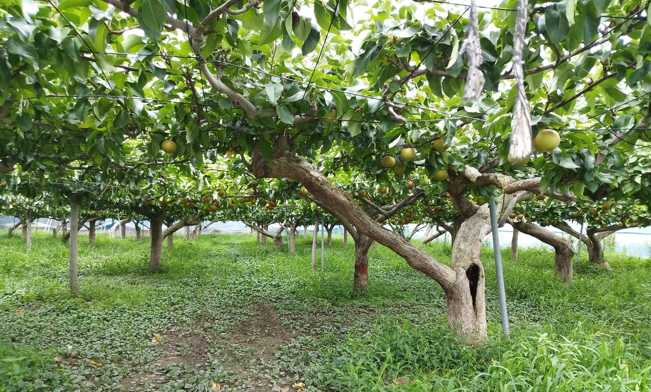 梨園の梨