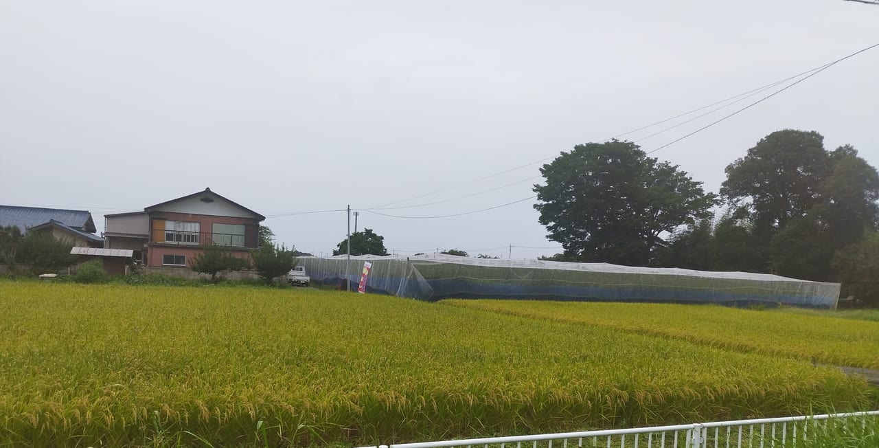 時田梨園