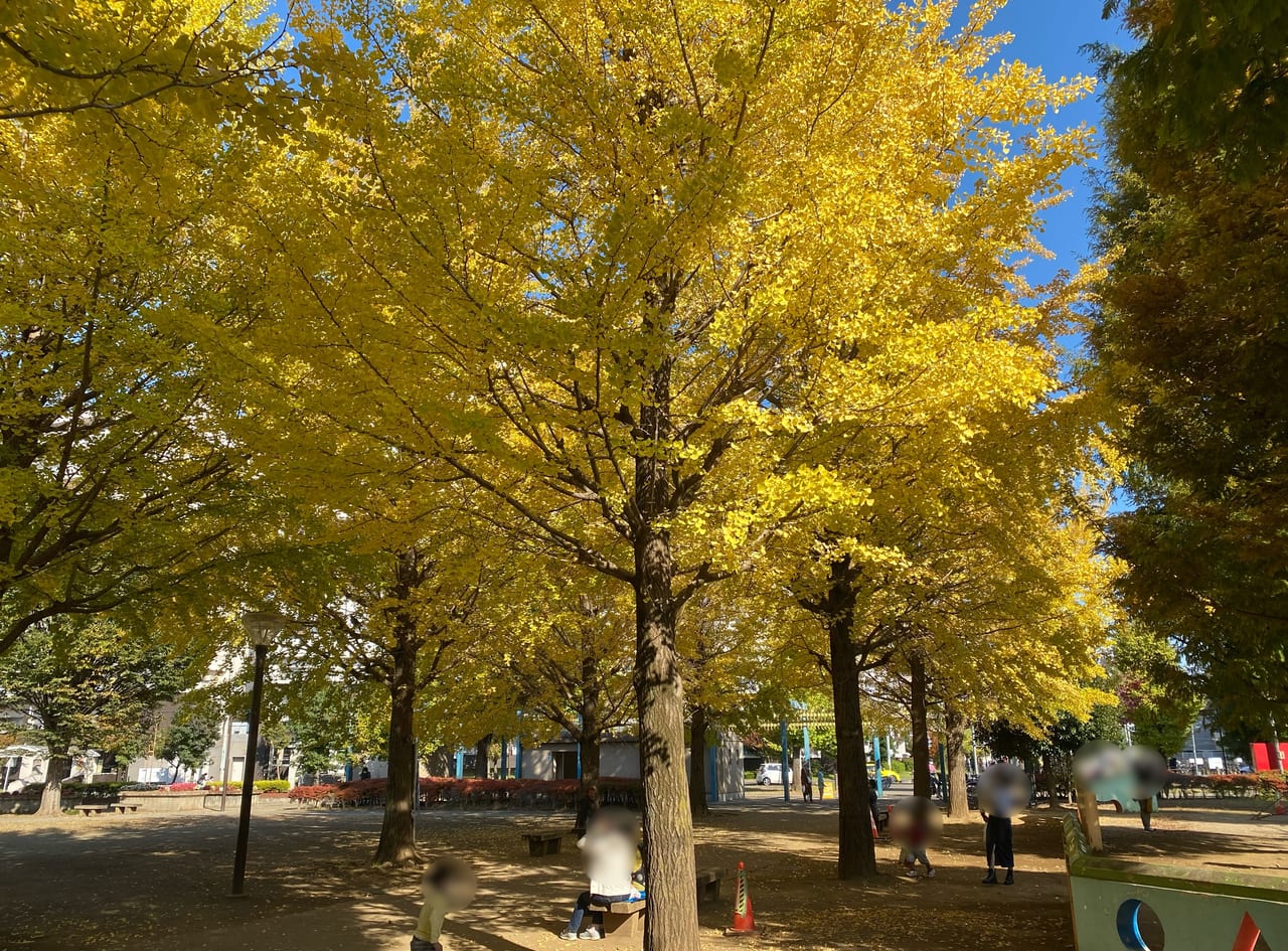 西中央公園の銀杏並木