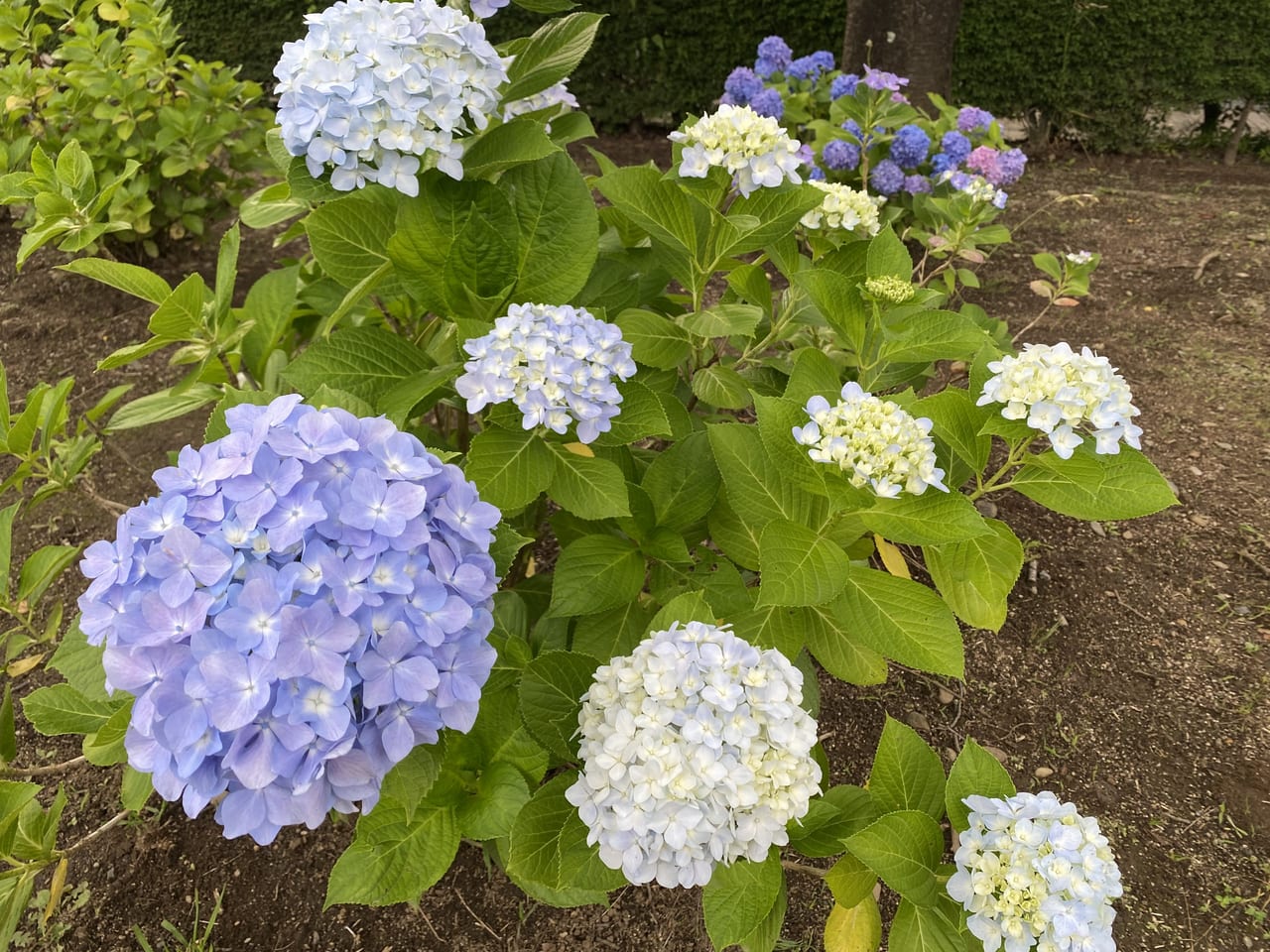 山崎公園の紫陽花