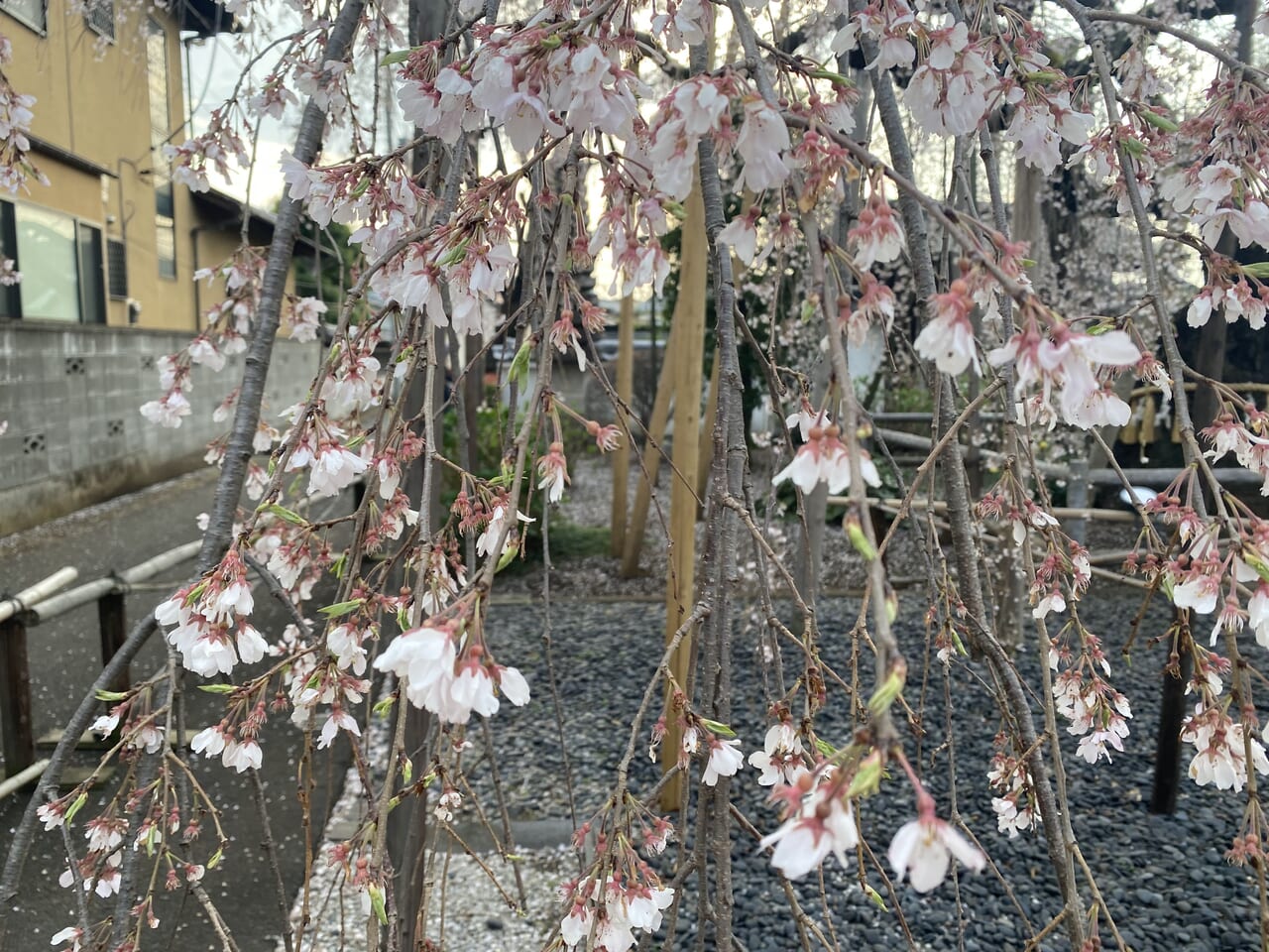 地蔵院のしだれ桜
