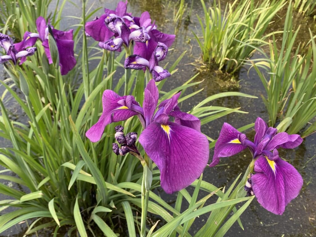 せせらぎ菖蒲園のハナショウブ
