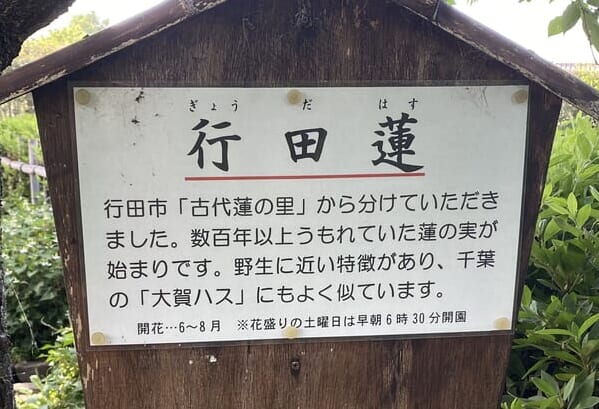 難波田城公園の行田蓮