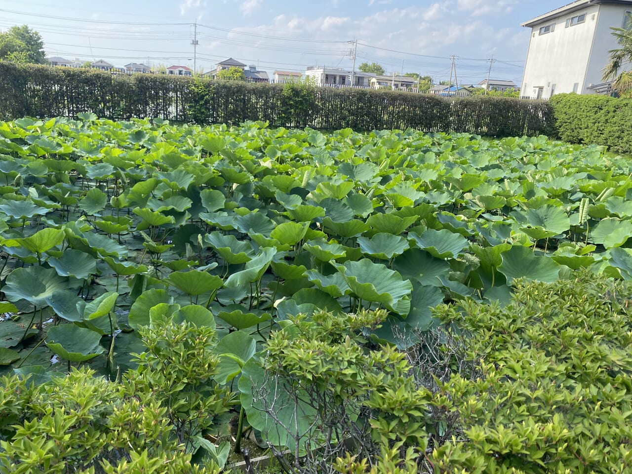 難波田城公園の行田蓮