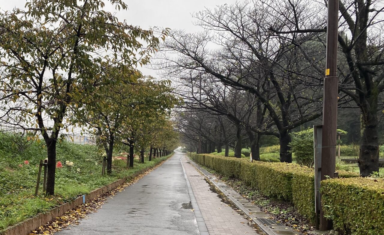 山崎公園の曼珠沙華