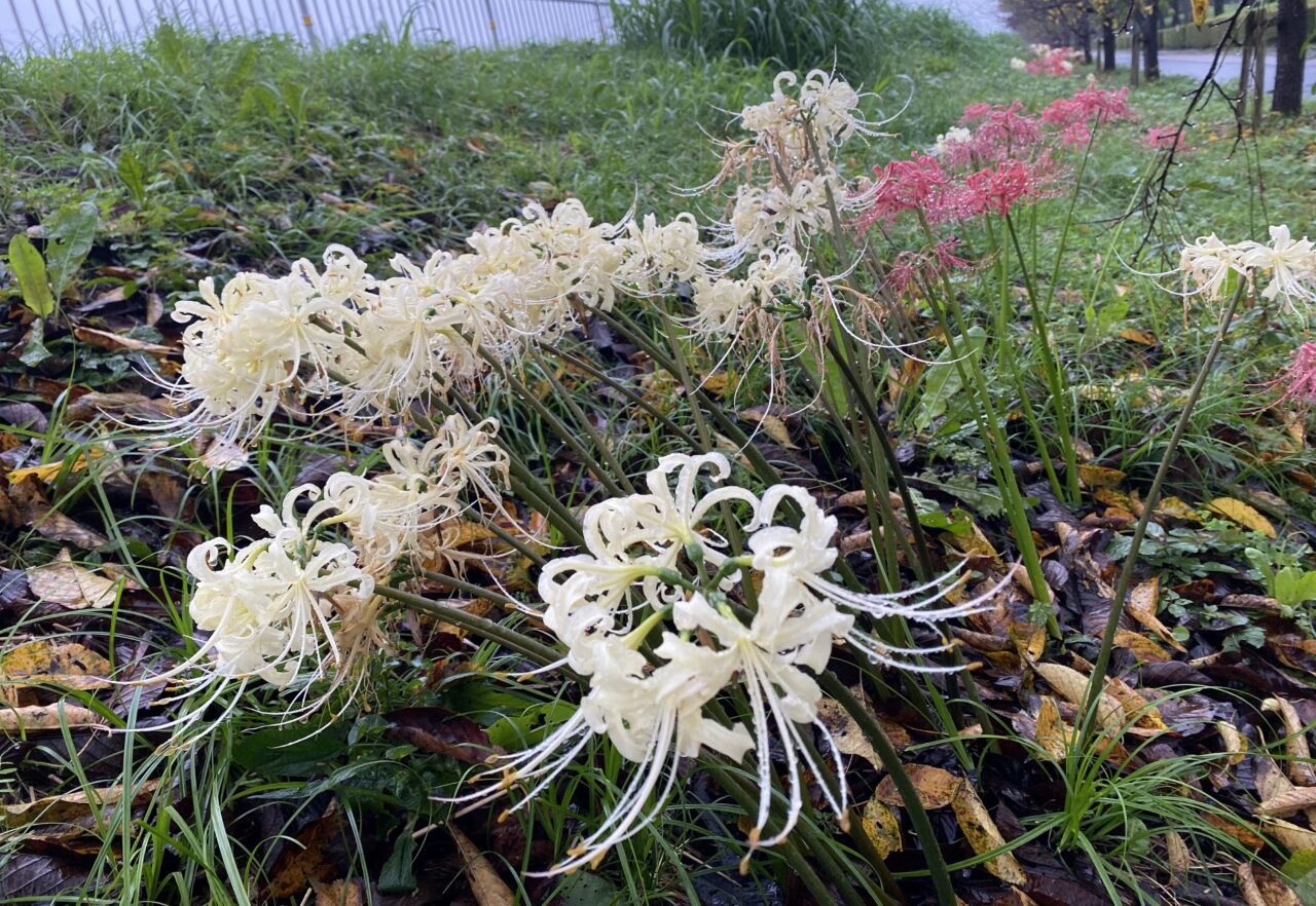 山崎公園の曼珠沙華