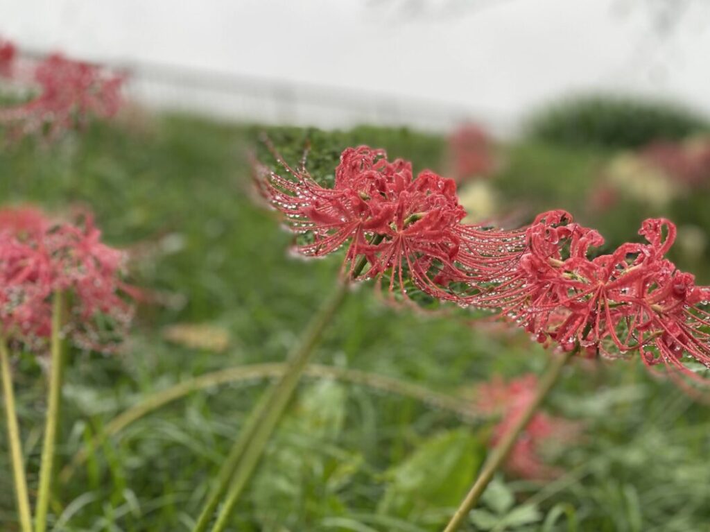 山崎公園の曼珠沙華