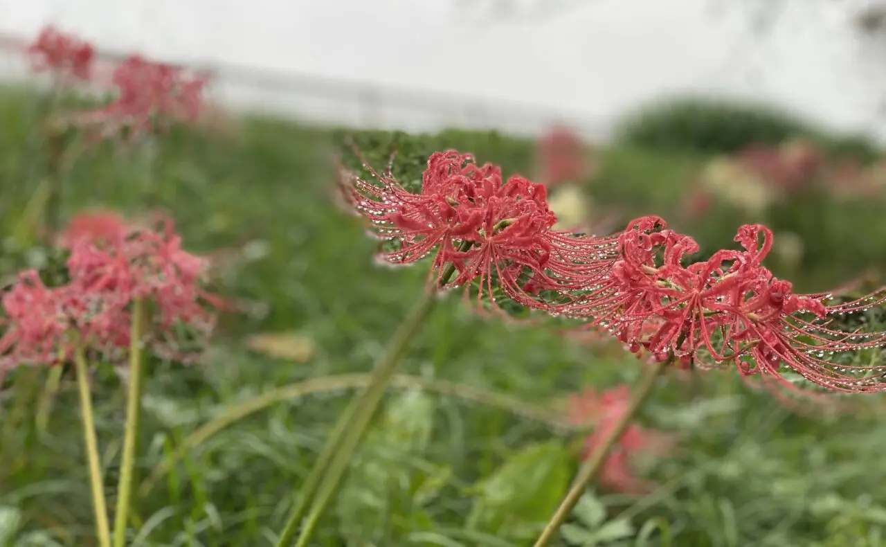 山崎公園の曼珠沙華