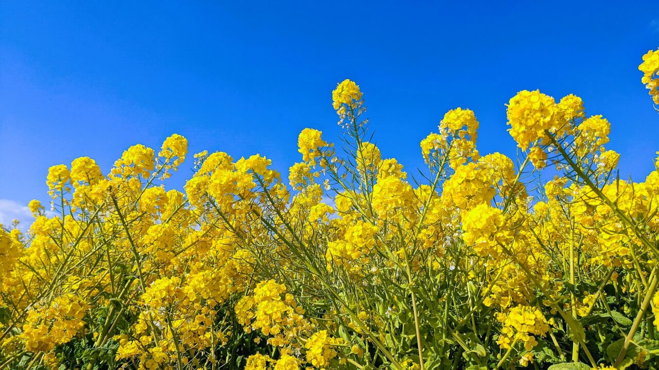 菜の花