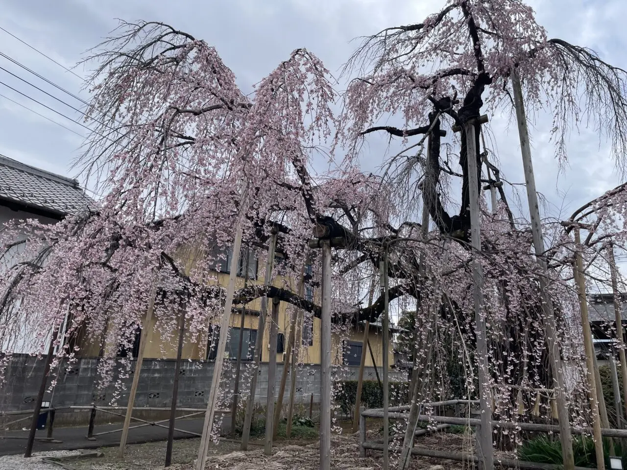 地蔵院しだれ桜