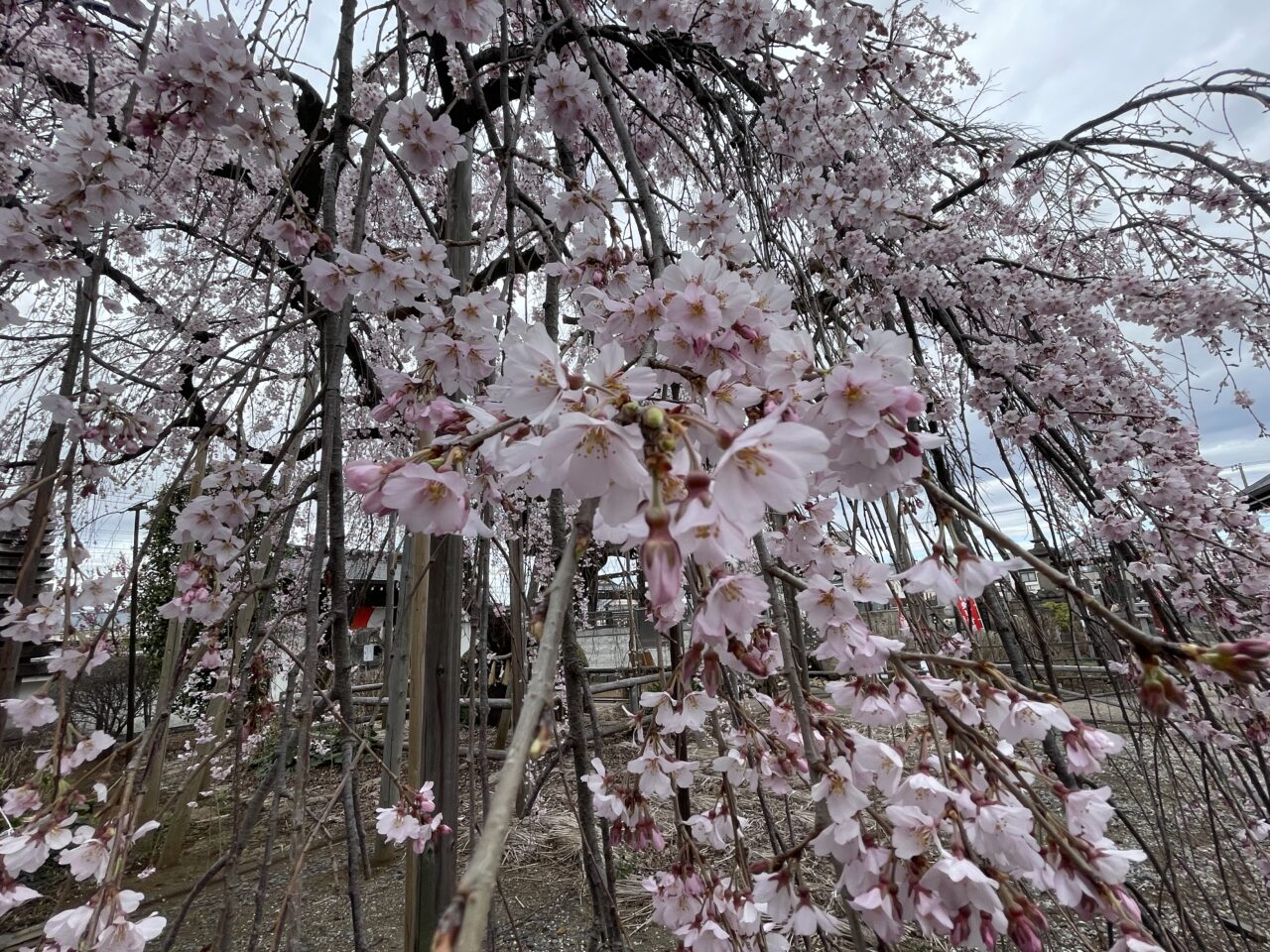 地蔵院しだれ桜