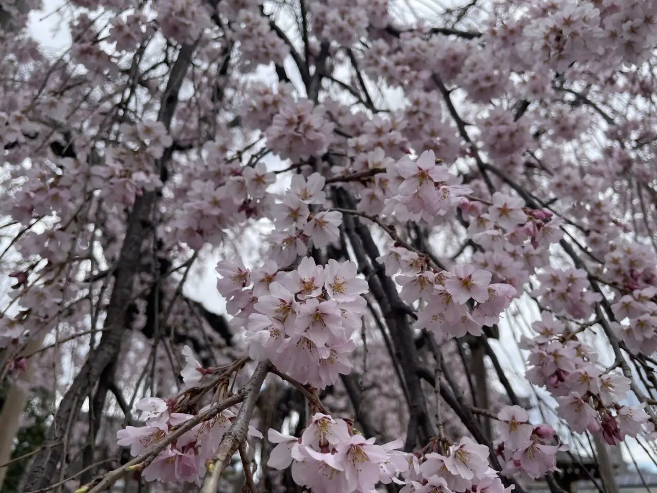 地蔵院しだれ桜