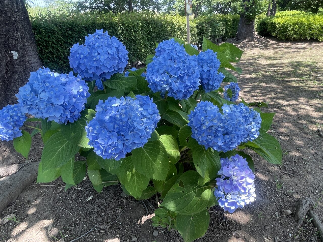 山崎公園