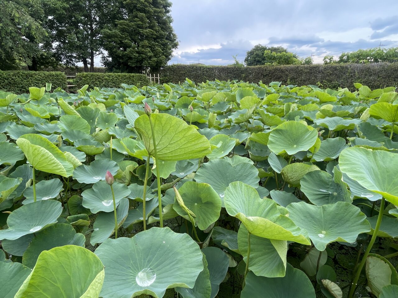 難波田城公園