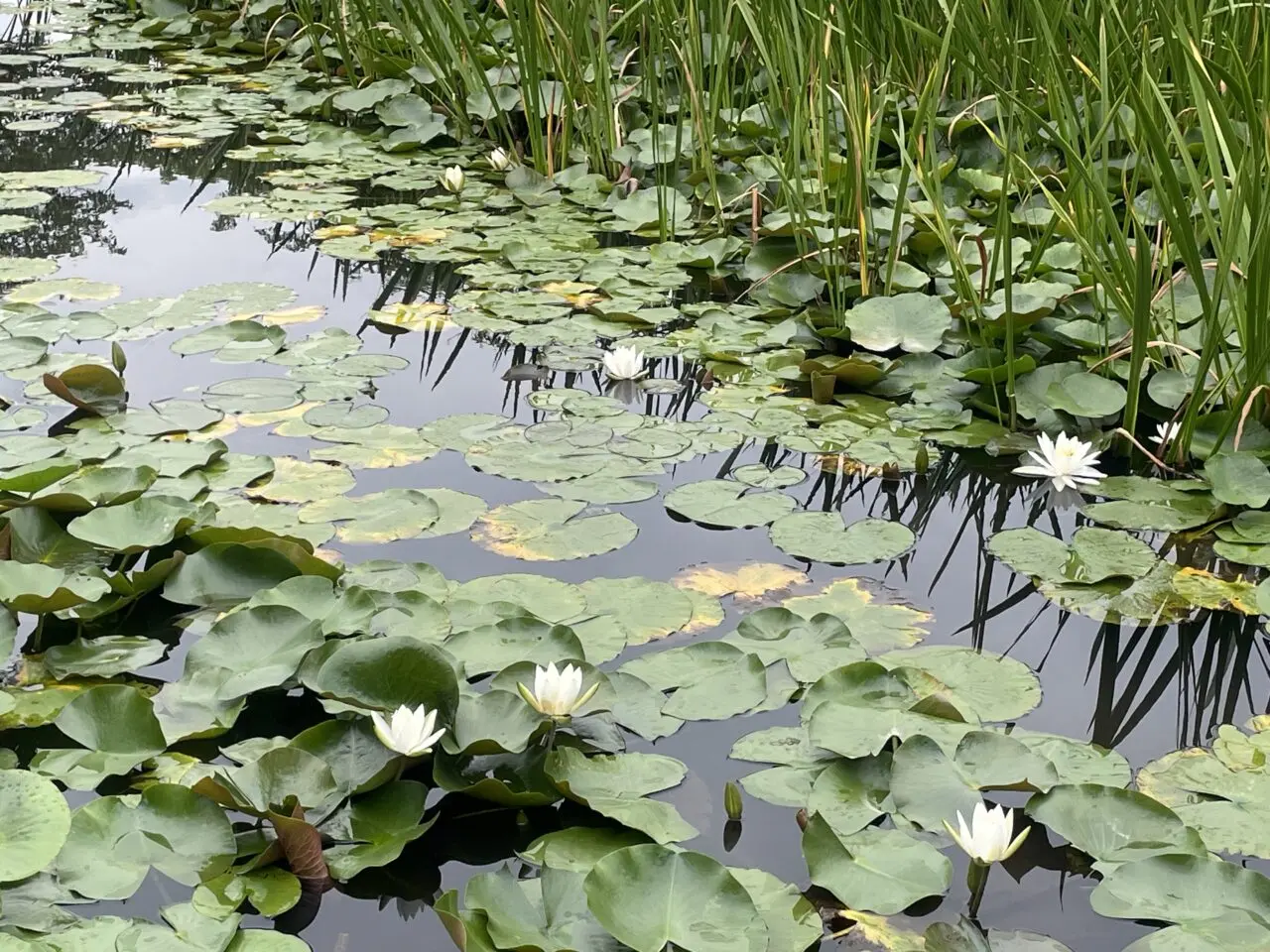 難波田城公園