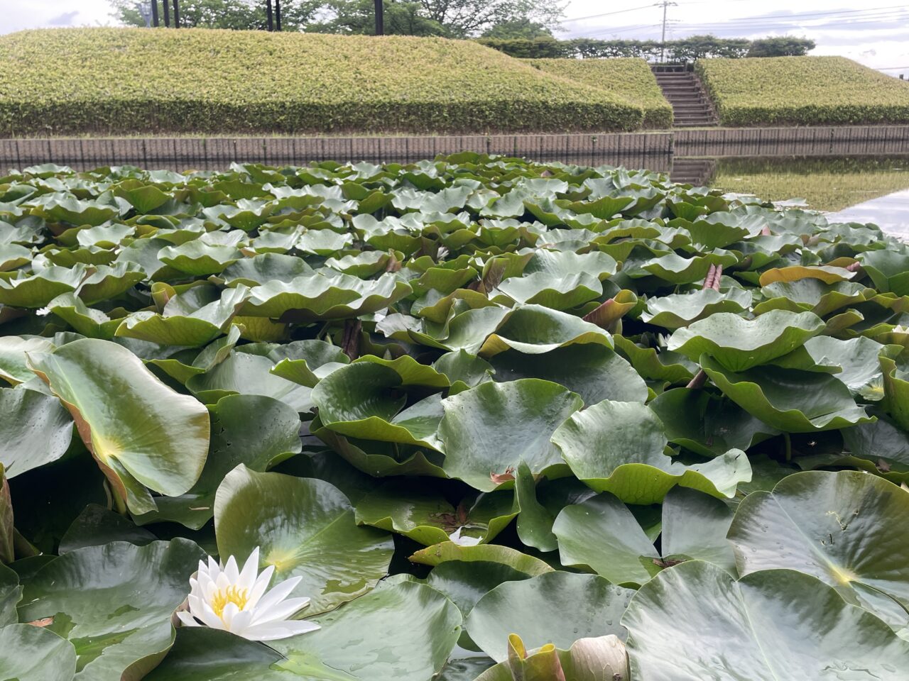 難波田城公園