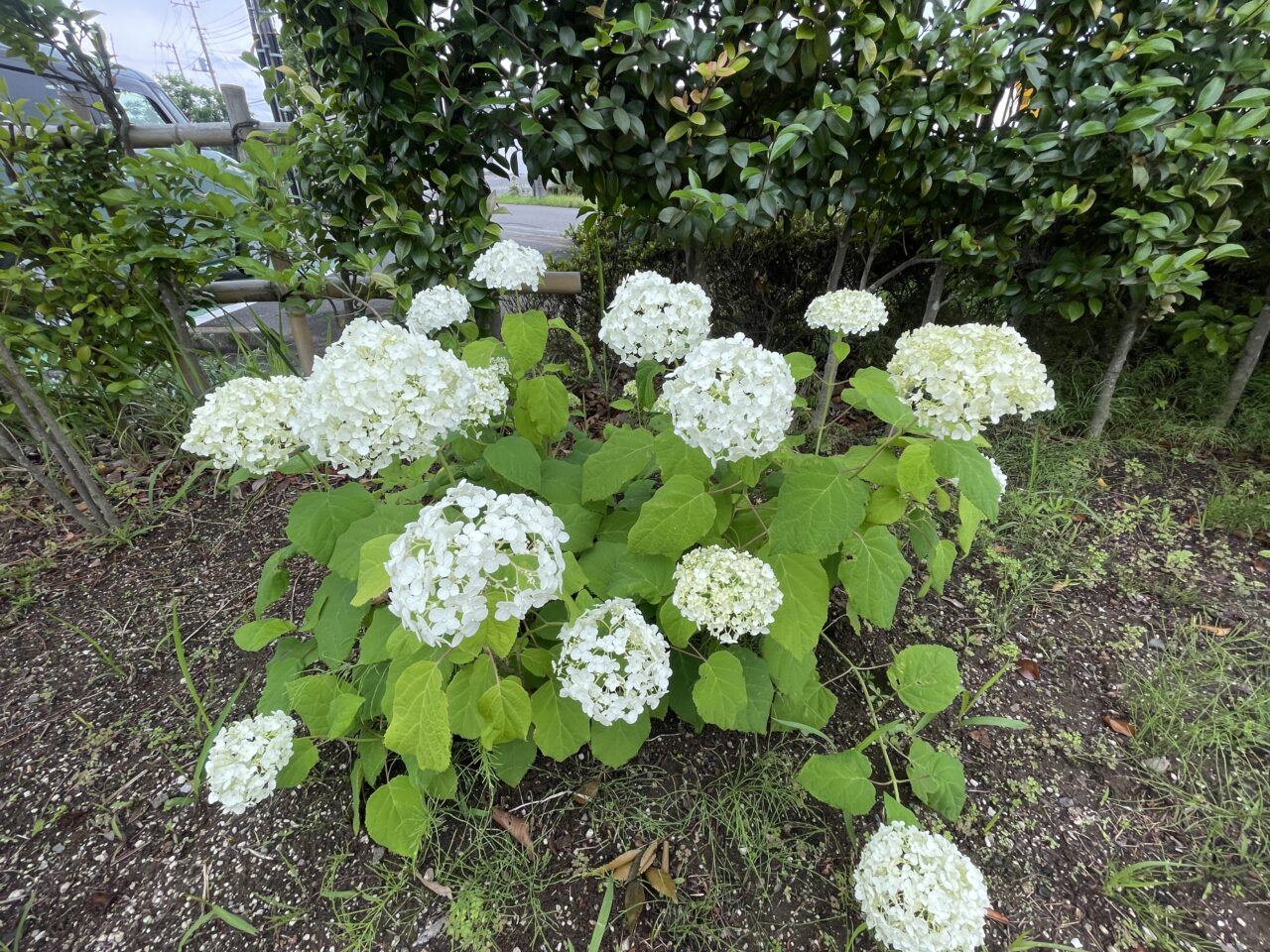 難波田城公園
