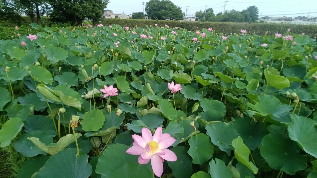 難波田城公園
