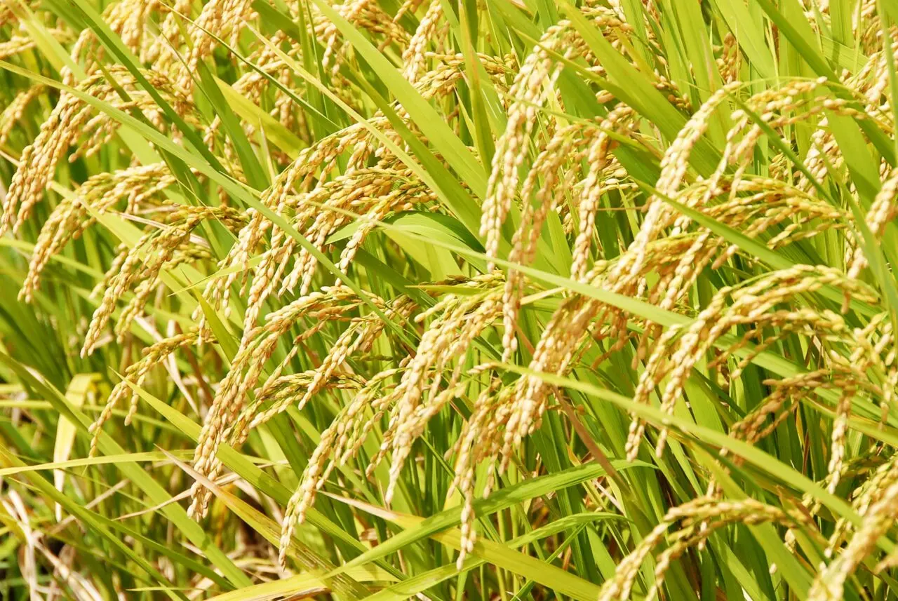 稲