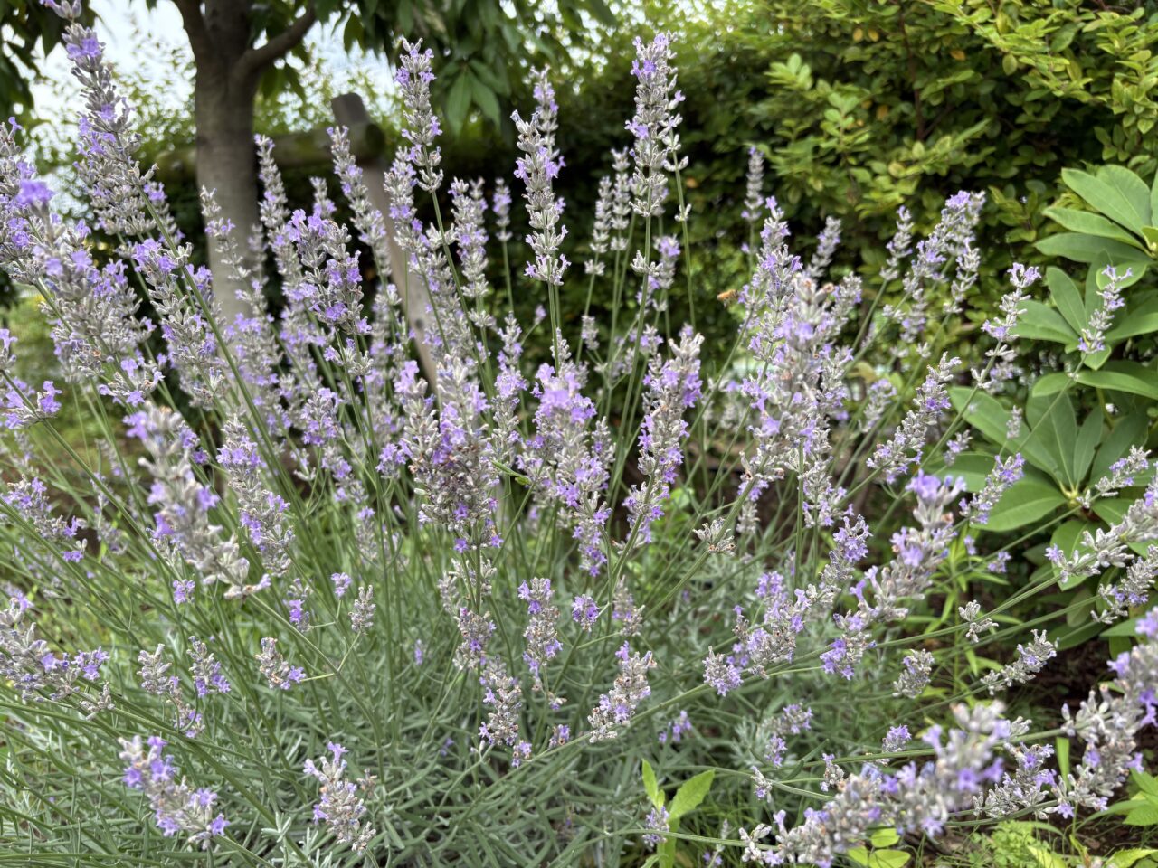 恵愛病院