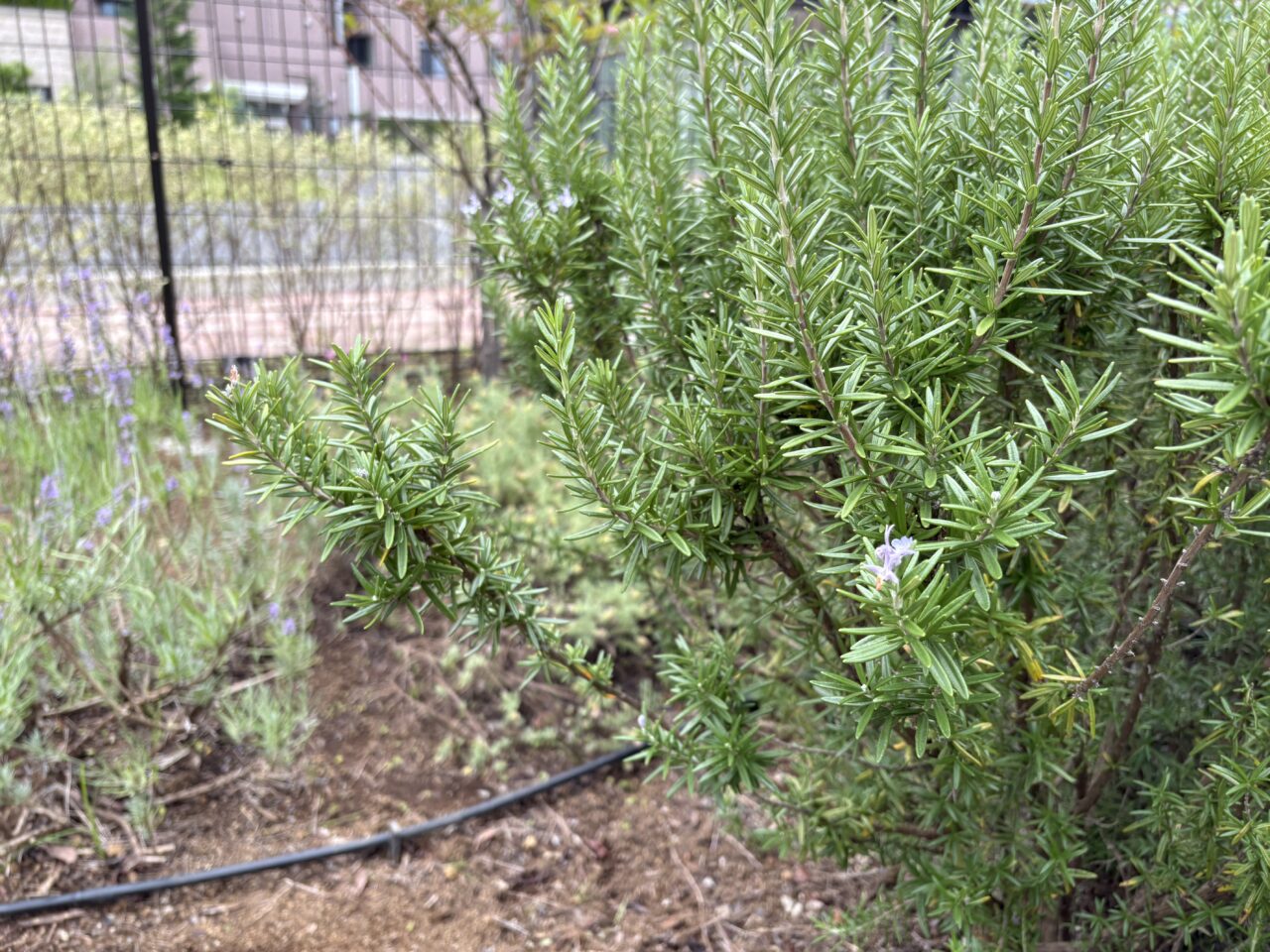 恵愛病院