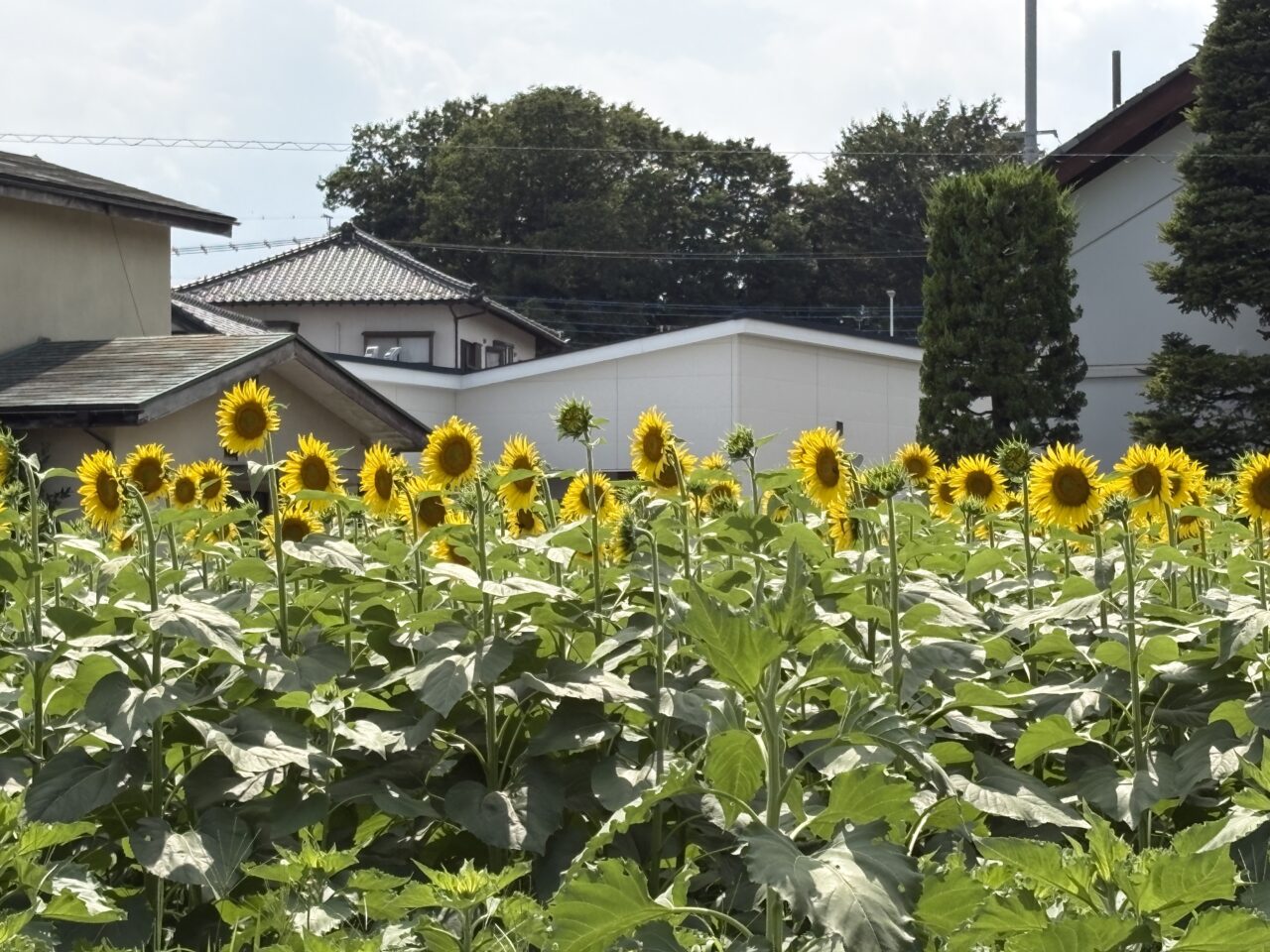 ひまわり畑