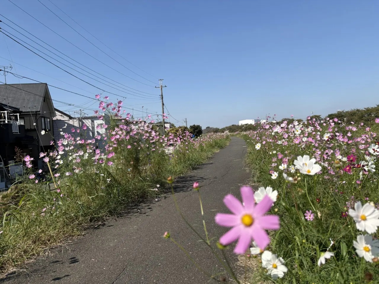 コスモス街道
